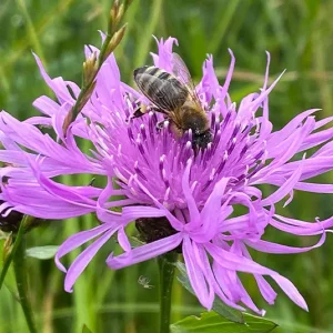 Centaurea jacea – Gewöhnliche Wiesenflockenblume