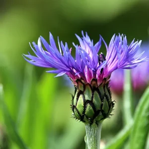 Centaurea montana – Bergflockenblume