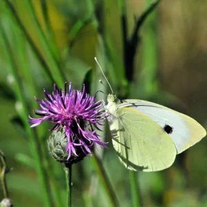 Centaurea scabiosa – Skabiosenflockenblume