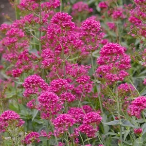 Centranthus ruber ‚Coccineus‘ – Rote Spornblume