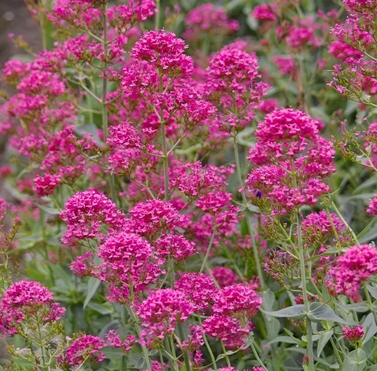 Centranthus ruber ‚Coccineus‘ – Rote Spornblume