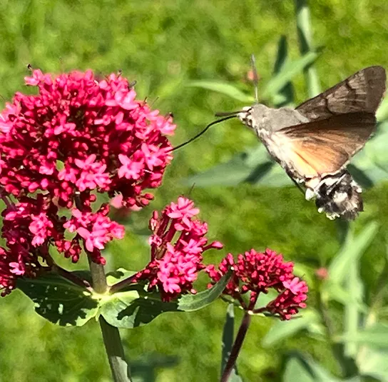 Centranthus ruber ‚Coccineus‘ – Rote Spornblume – Bild 8