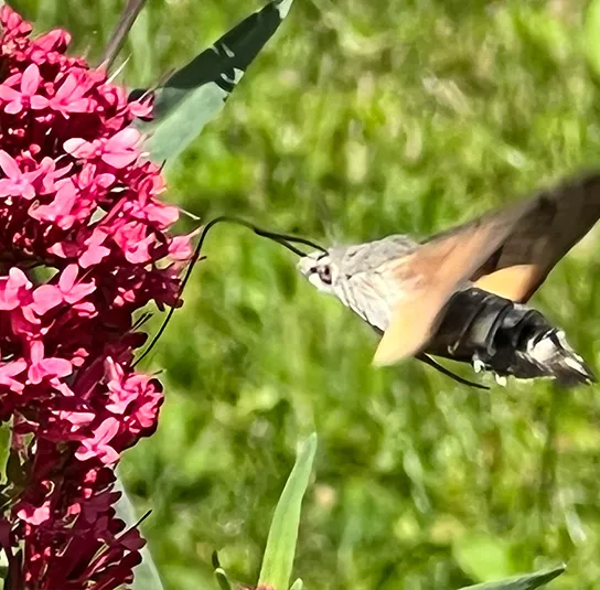 Centranthus ruber ‚Coccineus‘ – Rote Spornblume – Bild 5