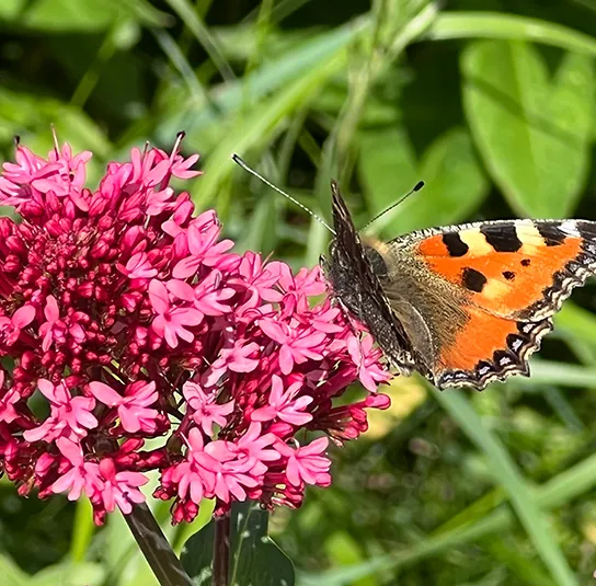 Centranthus ruber ‚Coccineus‘ – Rote Spornblume – Bild 9