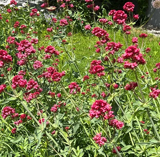 Centranthus ruber ‚Coccineus‘ – Rote Spornblume – Bild 6
