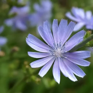 Gemeine Wegwarte (Cichorium intybus) Saatgut