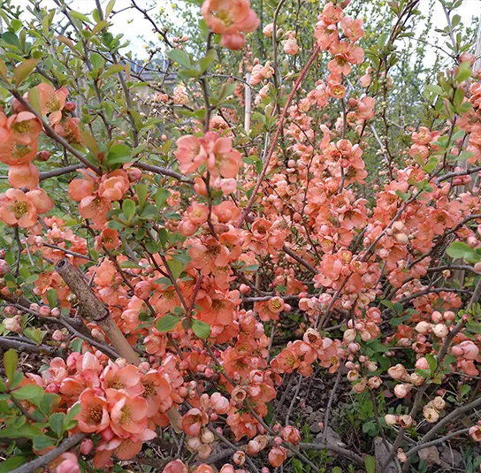 Chaenomeles x californica – Zitronen- oder Speisequitte ‚Tamara‘ – Bild 6