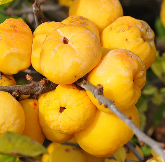 Chaenomeles x californica – Zitronen- oder Speisequitte ‚Tamara‘ – Bild 8