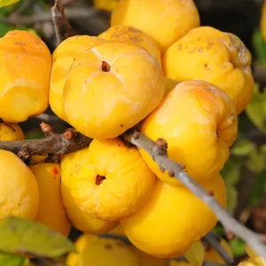 Chaenomeles x californica – Zitronen- oder Speisequitte ‚Tamara‘