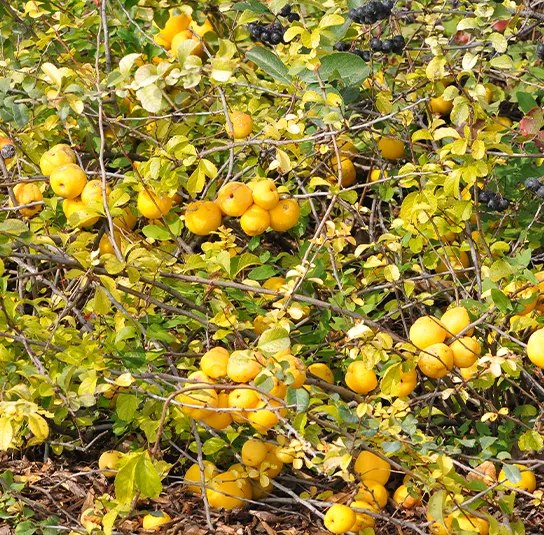 Chaenomeles x californica – Zitronen- oder Speisequitte ‚Tamara‘ – Bild 5