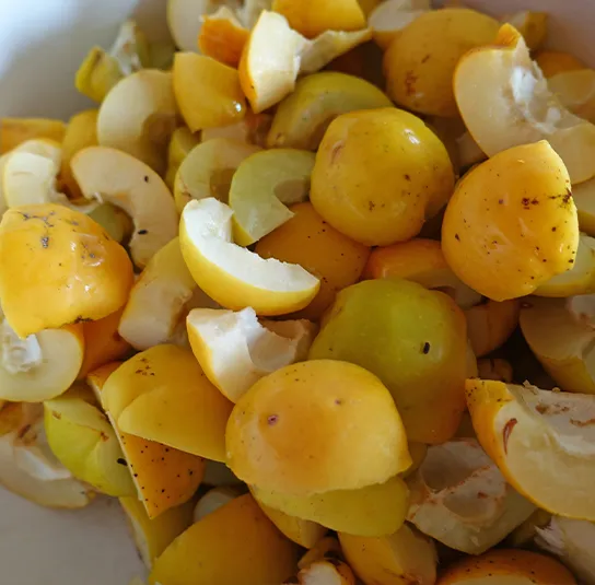 Chaenomeles x californica – Zitronen- oder Speisequitte ‚Tamara‘ – Bild 7