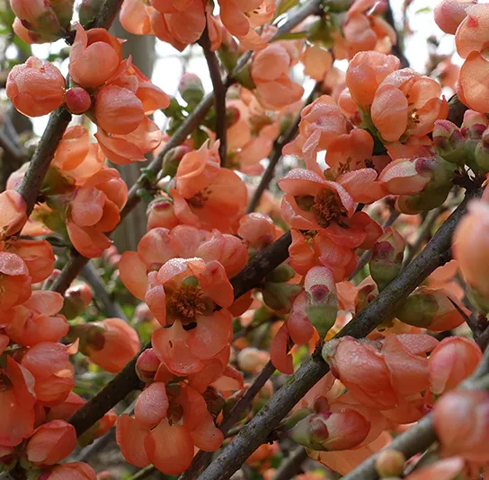 Chaenomeles x californica – Zitronen- oder Speisequitte ‚Tamara‘ – Bild 3