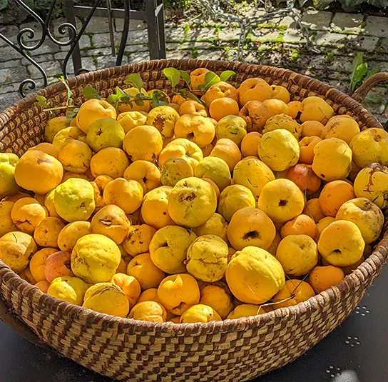 Chaenomeles x californica – Zitronen- oder Speisequitte ‚Tamara‘ – Bild 4