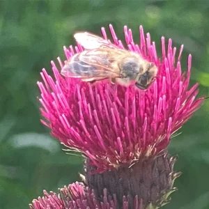 Cirsium rivulare ´Atropurpureum` od. ´Trevor´s Blue Wonder` – Bach-Kratzdistel