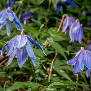 Clematis alpina – Alpen-Waldrebe