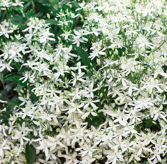 Clematis recta – Aufrechte Waldrebe – Bild 3