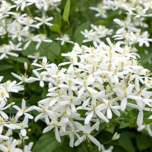 Clematis recta – Aufrechte Waldrebe