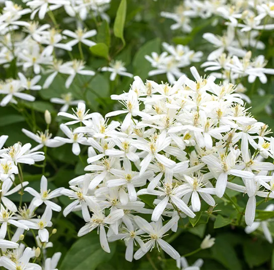 Clematis recta – Aufrechte Waldrebe – Bild 2