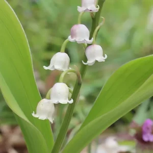 Convallaria majalis – Maiglöckchen