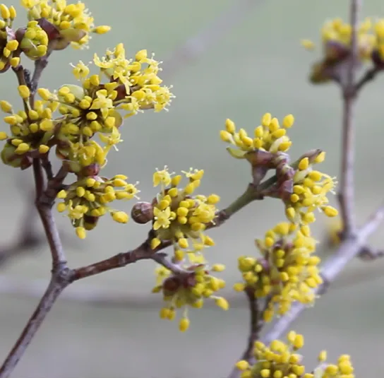 Cornus mas – Kornelkirsche Dunkle Süße ´Szafer`, Dirndlstrauch – Bild 8