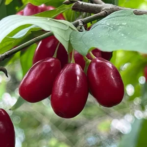 Cornus mas ‚Schönbrunner Gourmet Dirndl‘ – Kornelkirsche, Dirndlstrauch, reichtragende Fruchtsorte