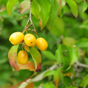 Cornus mas – Kornelkirsche ‚Jantarnyi‘ – aromatische, gelbe Fruchtsorte