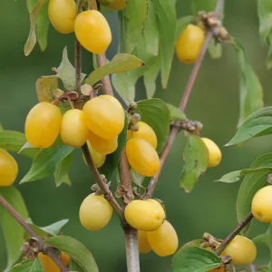 Cornus mas – Kornelkirsche ‚Flava‘