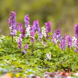 Corydalis cava – Hohler Lerchensporn