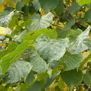 Corylus avellana – Gemeine Hasel, Haselnussstrauch