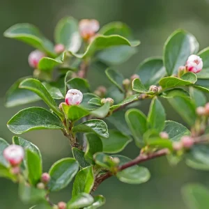 Cotoneaster integerrimus – Heimische Felsenmispel