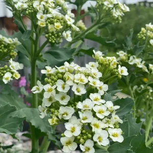 Crambe maritima – Küsten-Meerkohl
