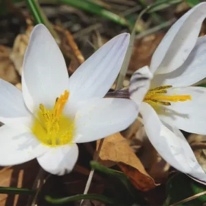 5 Stk. Crocus vernus ssp.albiflorus – Weißblühender Bergkrokus, Weißer Frühlings-Krokus