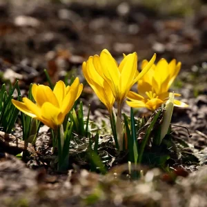 Zwiebel Crocus flavus – Gold-Krokus