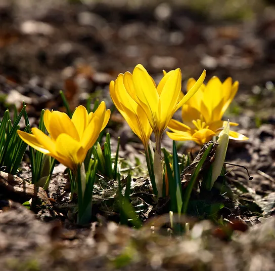 Zwiebel Crocus flavus – Gold-Krokus – Bild 2