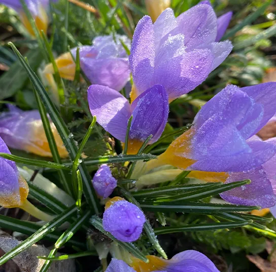 Zwiebel Crocus tommasinianus – Elfen-Krokus – Bild 3