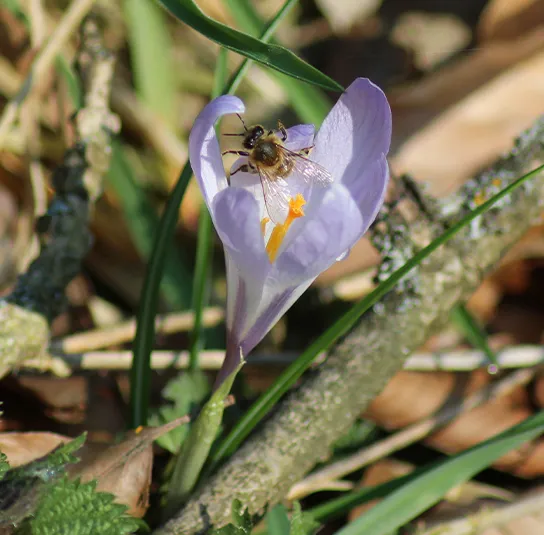 Zwiebel Crocus tommasinianus – Elfen-Krokus – Bild 8