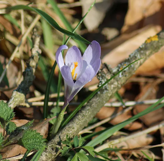 Zwiebel Crocus tommasinianus – Elfen-Krokus – Bild 5