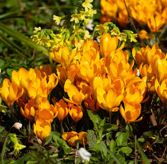 Zwiebel Crocus flavus – Gold-Krokus – Bild 3