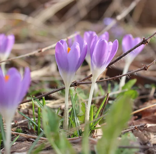 Zwiebel Crocus tommasinianus – Elfen-Krokus – Bild 9