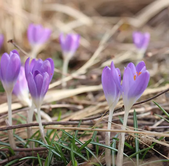 Zwiebel Crocus tommasinianus – Elfen-Krokus – Bild 7