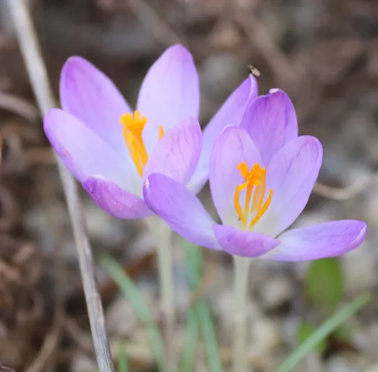 Zwiebel Crocus tommasinianus – Elfen-Krokus – Bild 4
