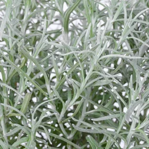 Helichrysum italicum – Currykraut