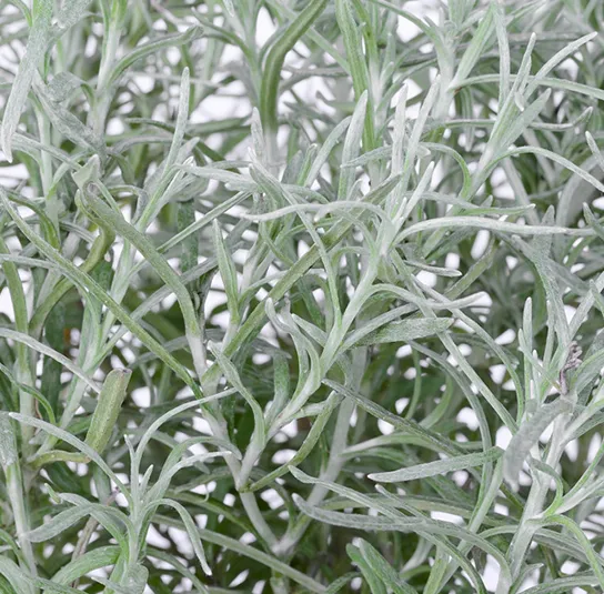 Helichrysum italicum – Currykraut