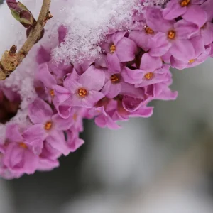 Daphne mezereum – Echter Seidelbast