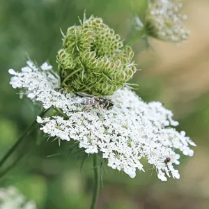Daucus carota  – Wilde Möhre