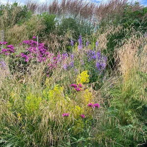 Deschampsia cespitosa  – Rasen-Schmiele