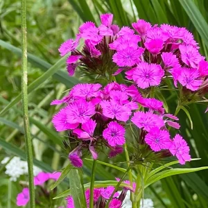 Bartnelke – Urwüchsige Wildform (Dianthus barbatus) Saatgut