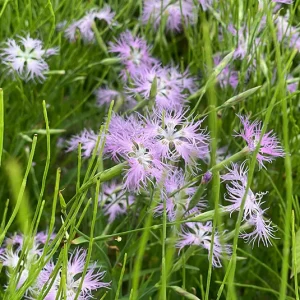 Dianthus superbus – Prachtnelke