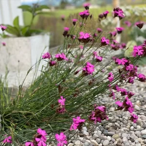 Kartäusernelke (Dianthus carthusianorum) Saatgut