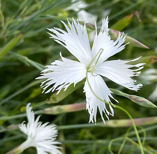 Dianthus serotinus – Sandfedernelke